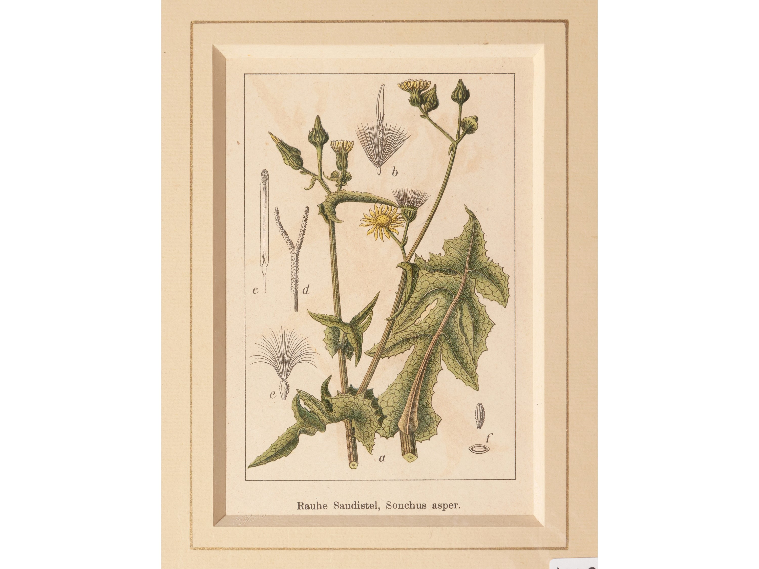 Botanica