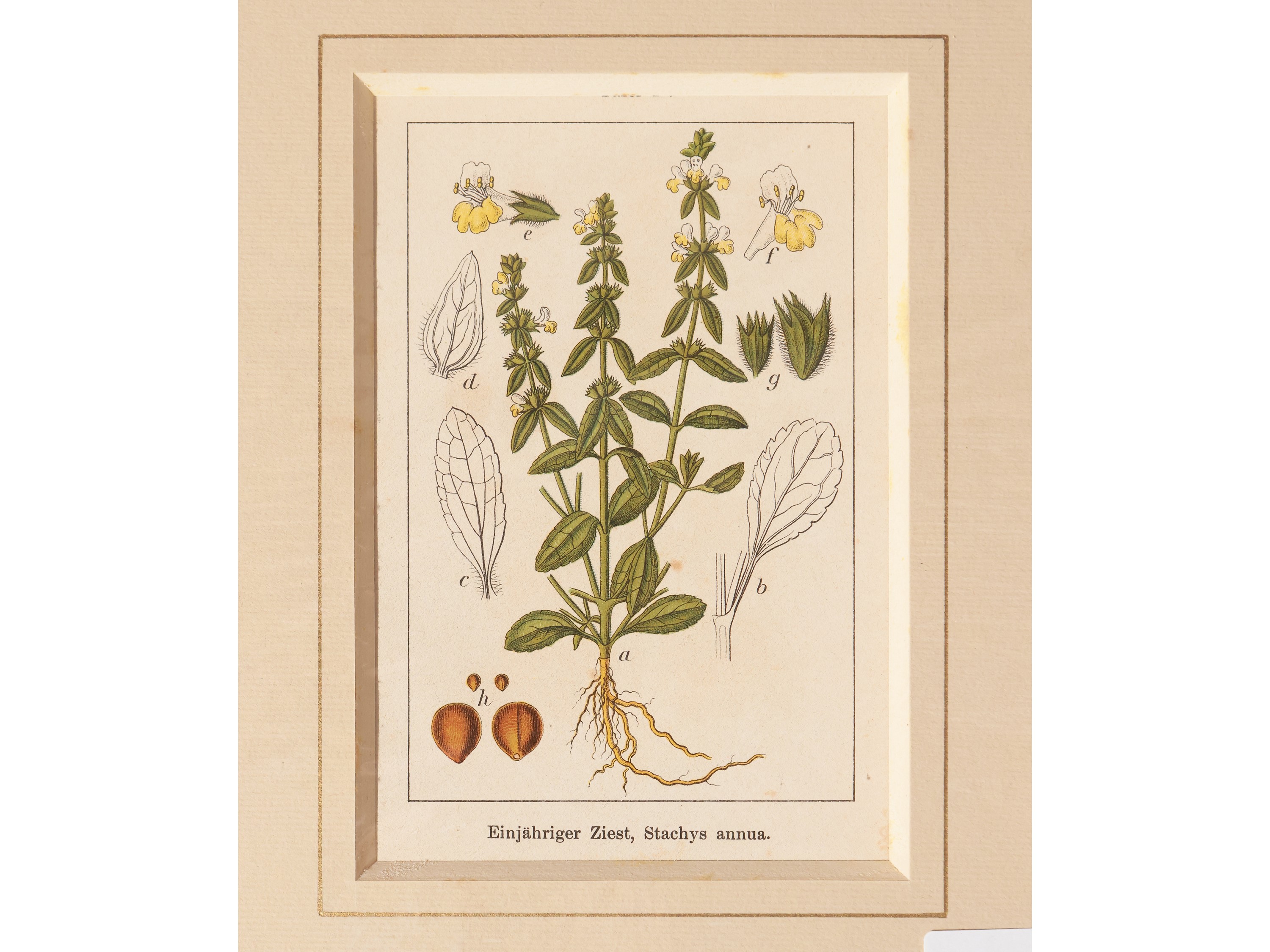 Botanica