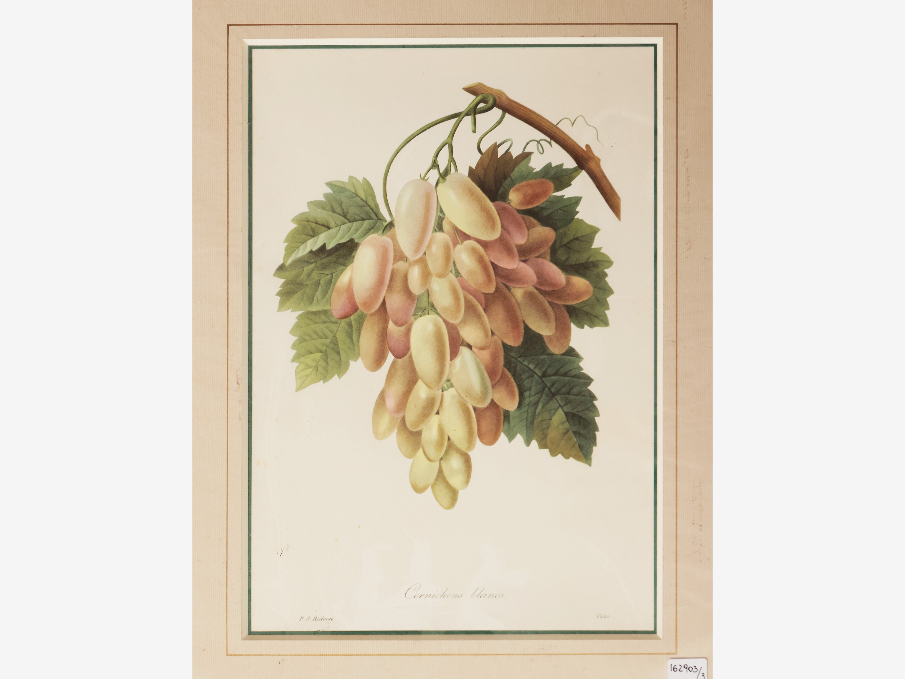 Uva