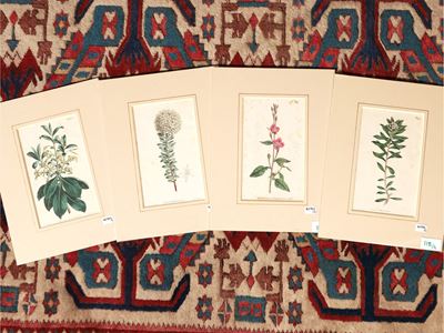 Botanica