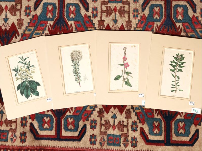 Botanica