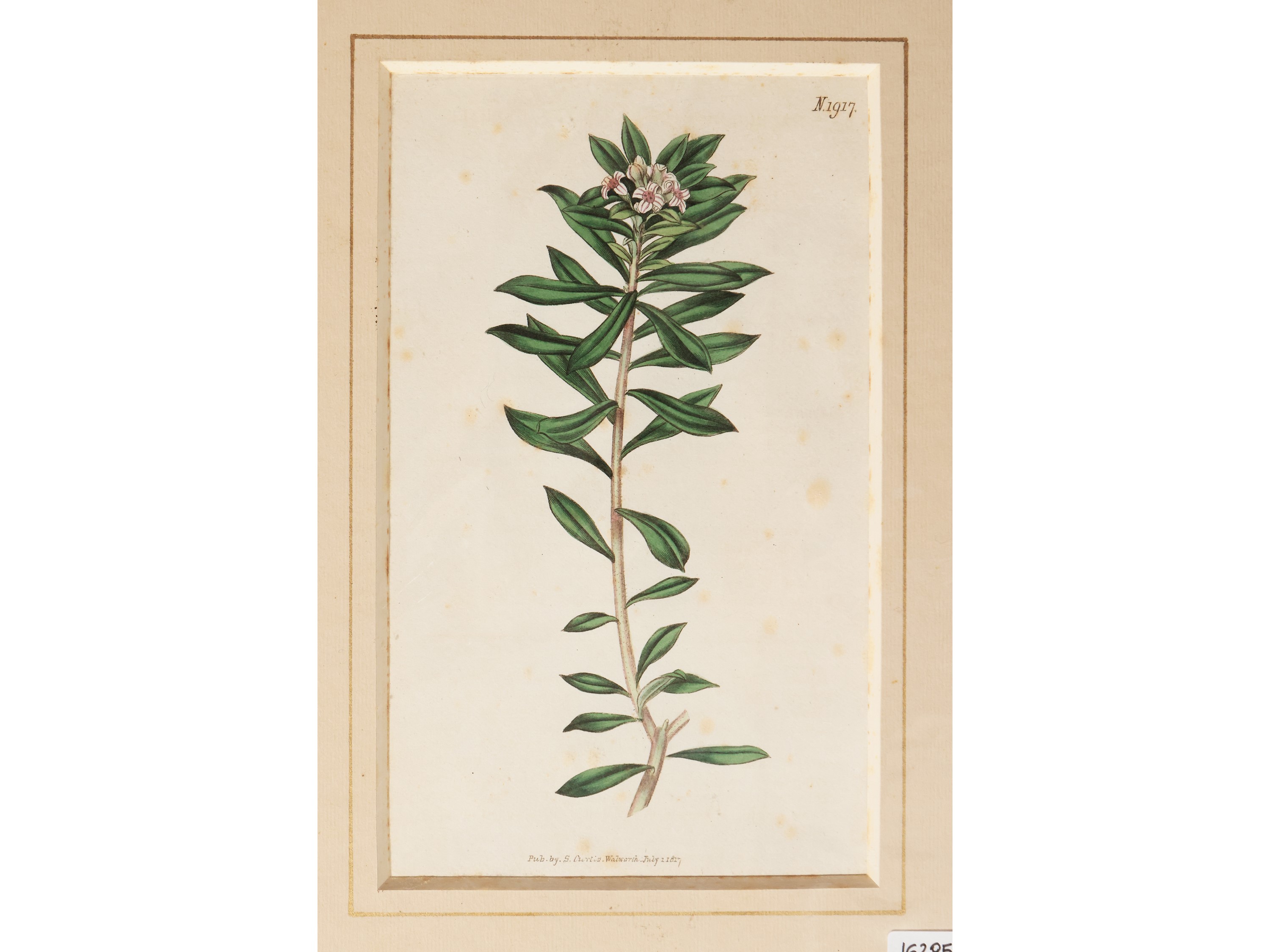 Botanica