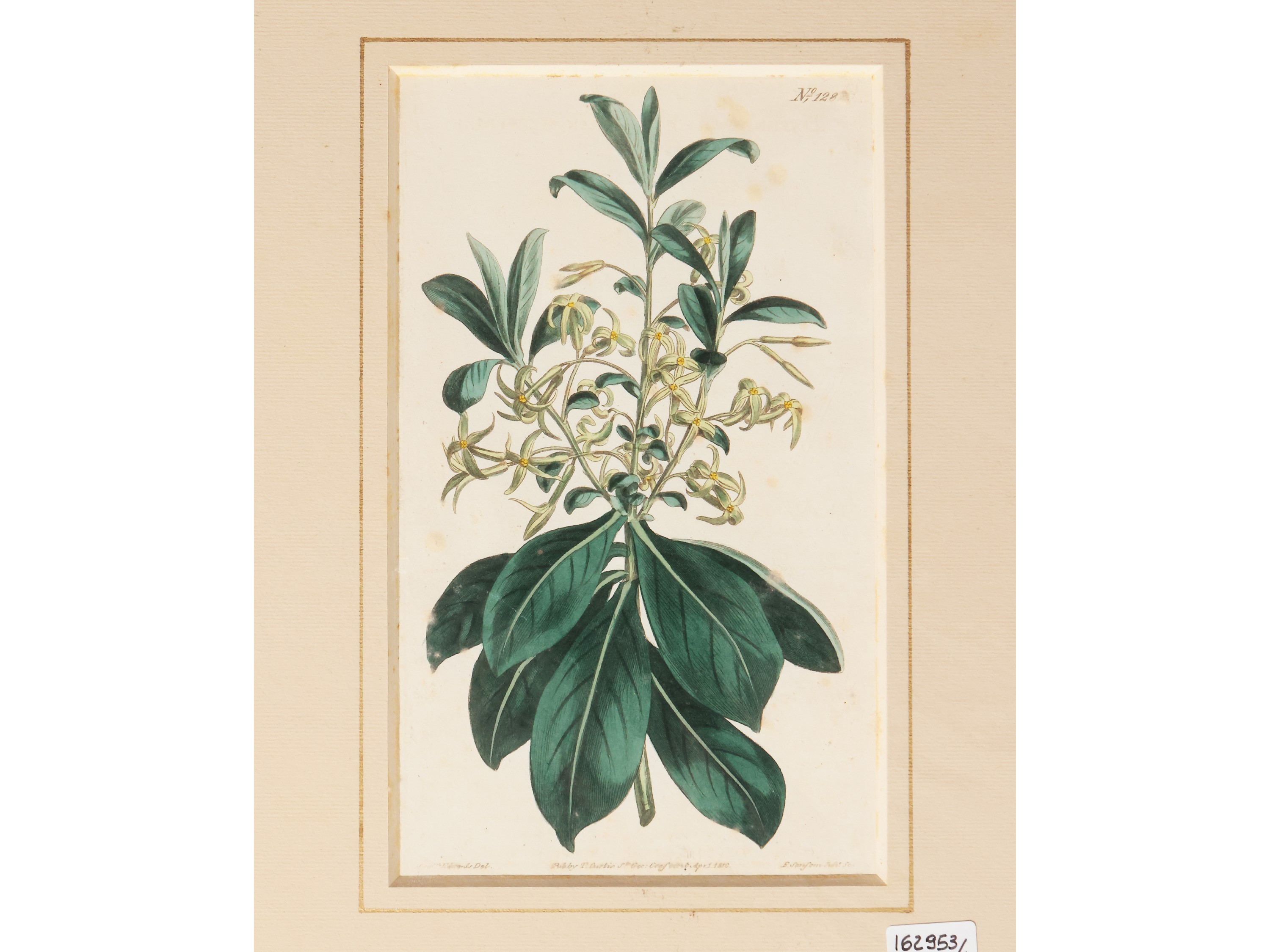 Botanica