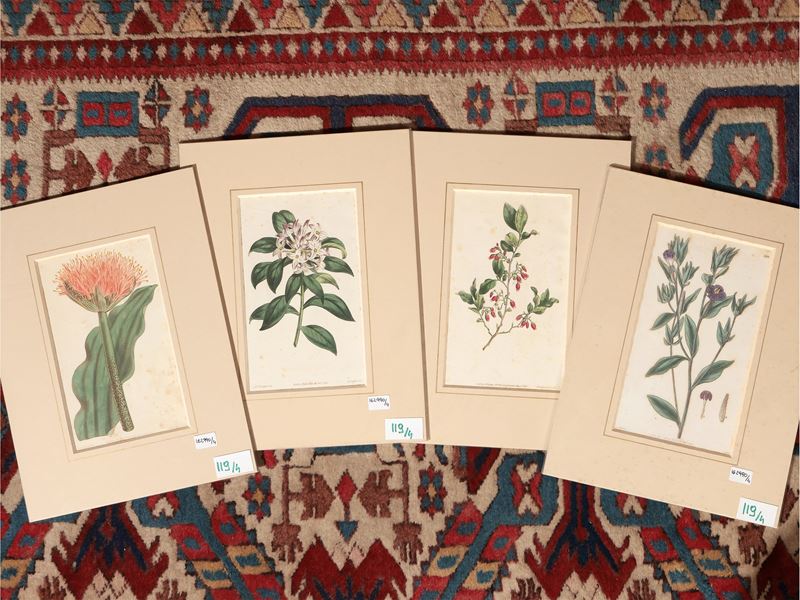 Botanica