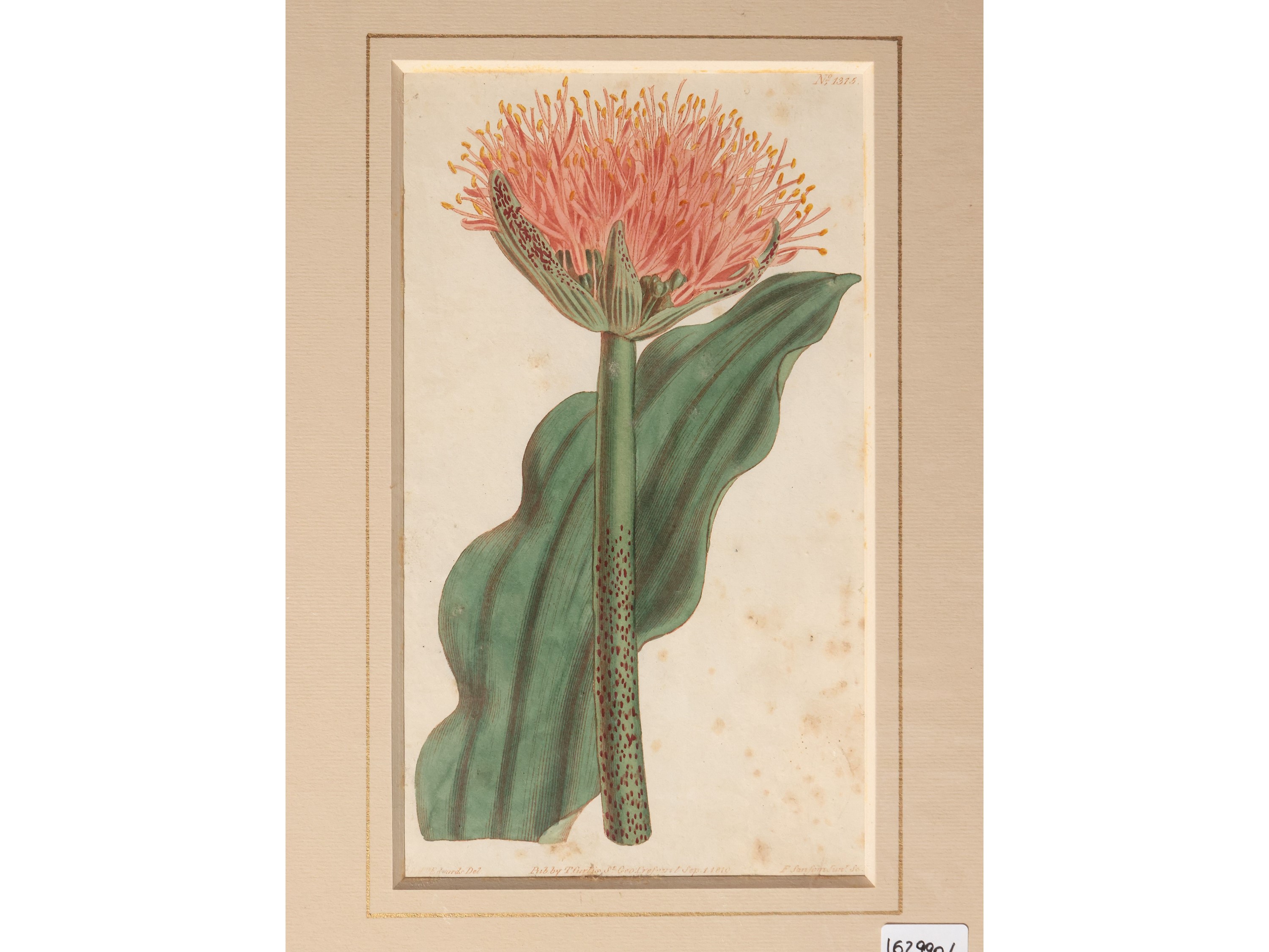 Botanica