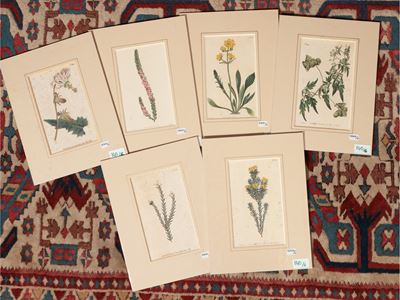 Botanica