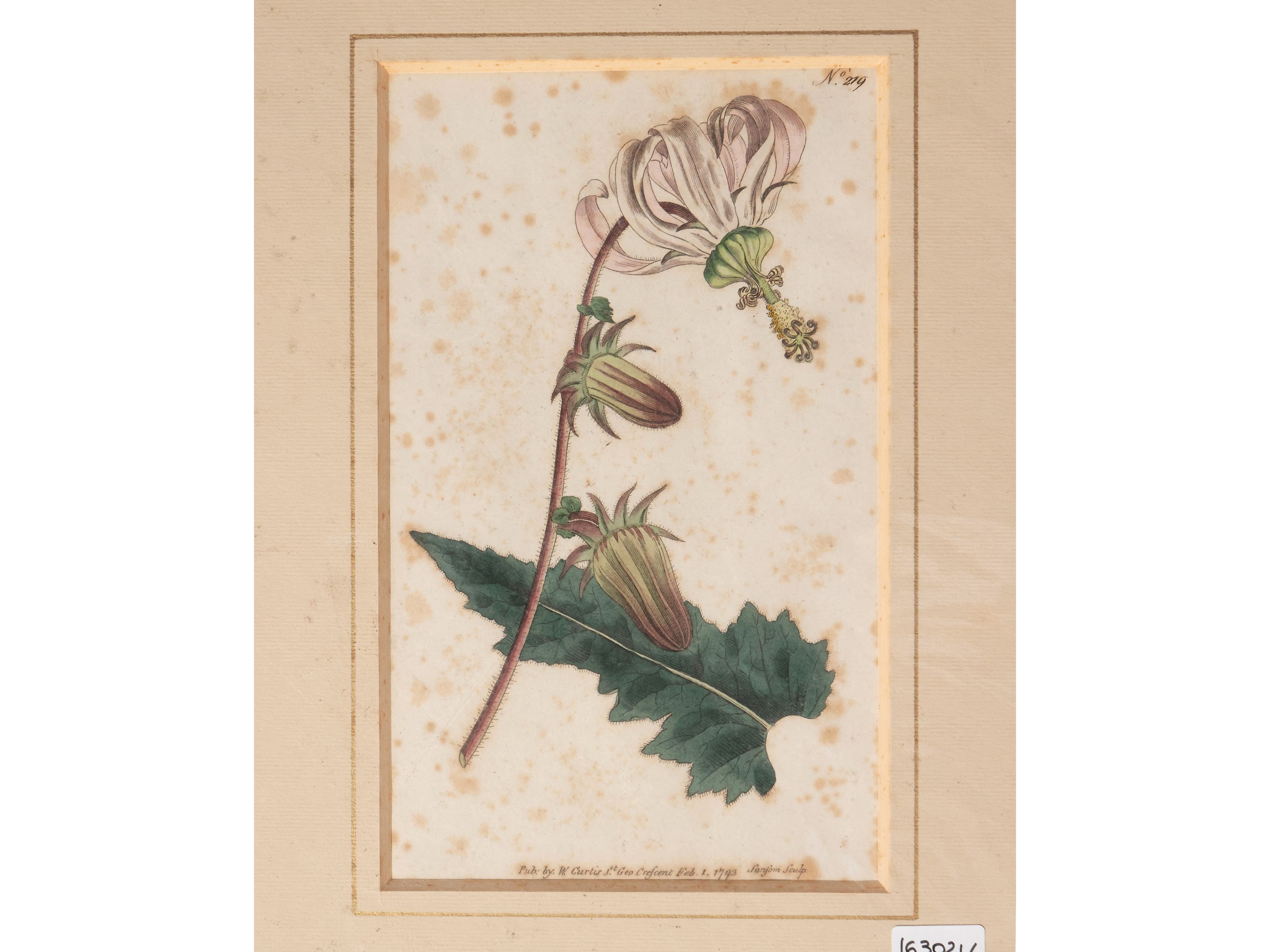 Botanica