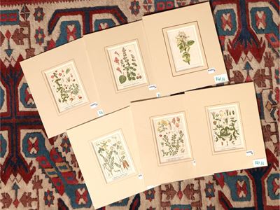 Botanica