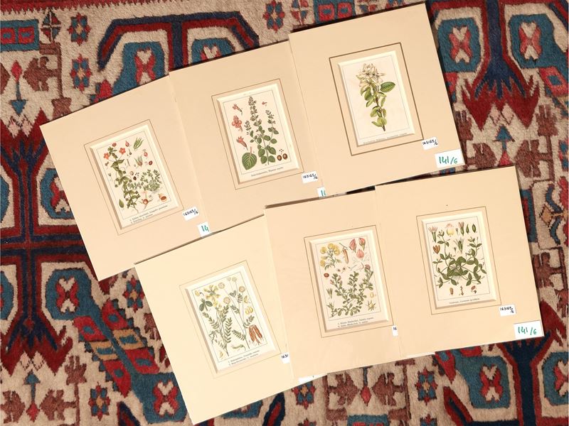Botanica