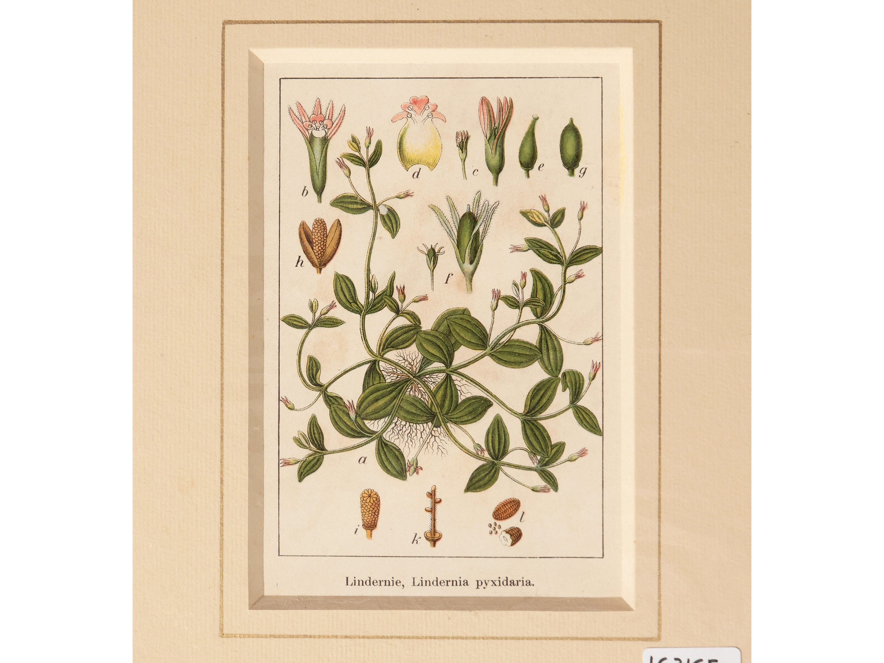 Botanica