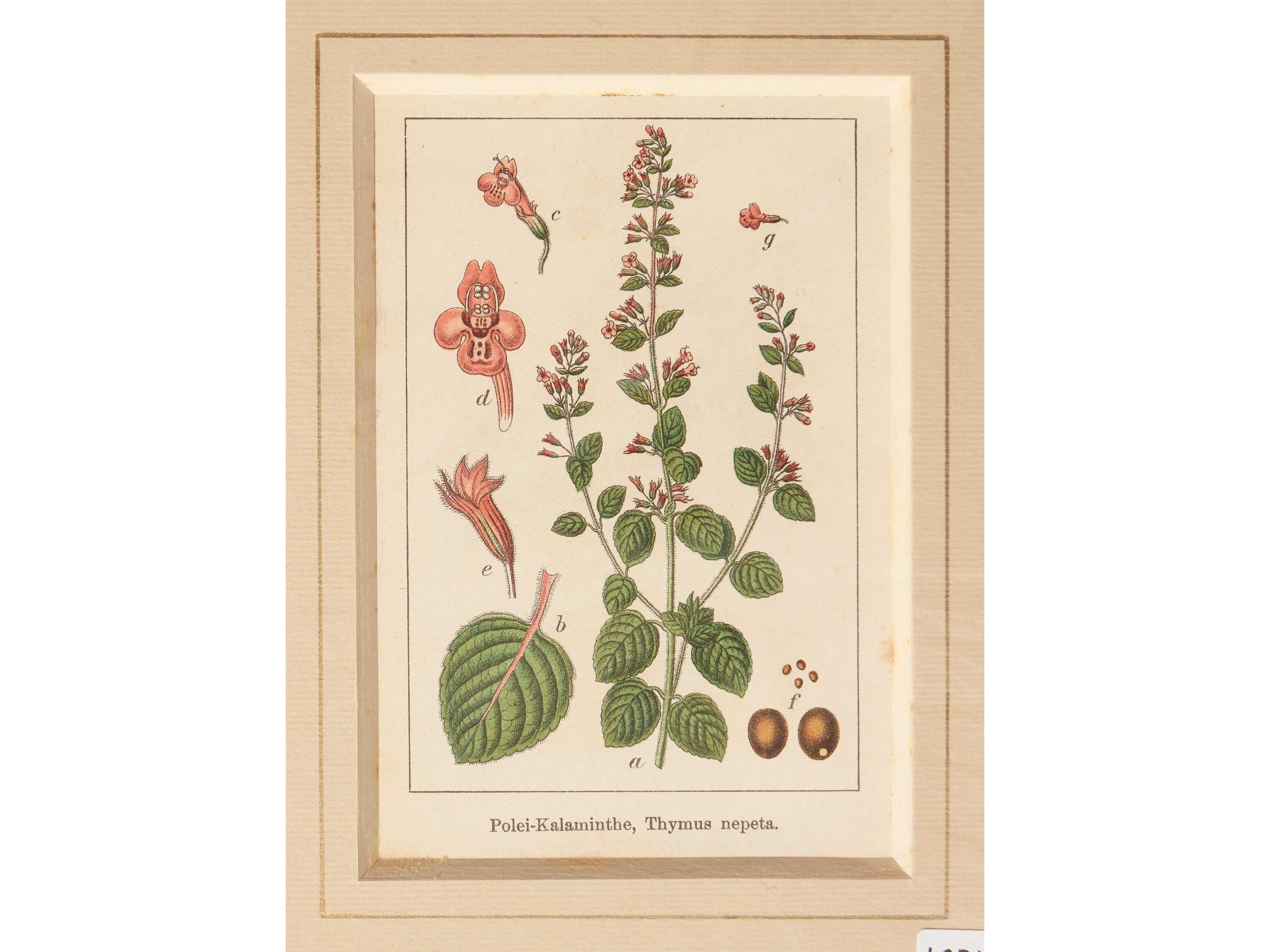 Botanica