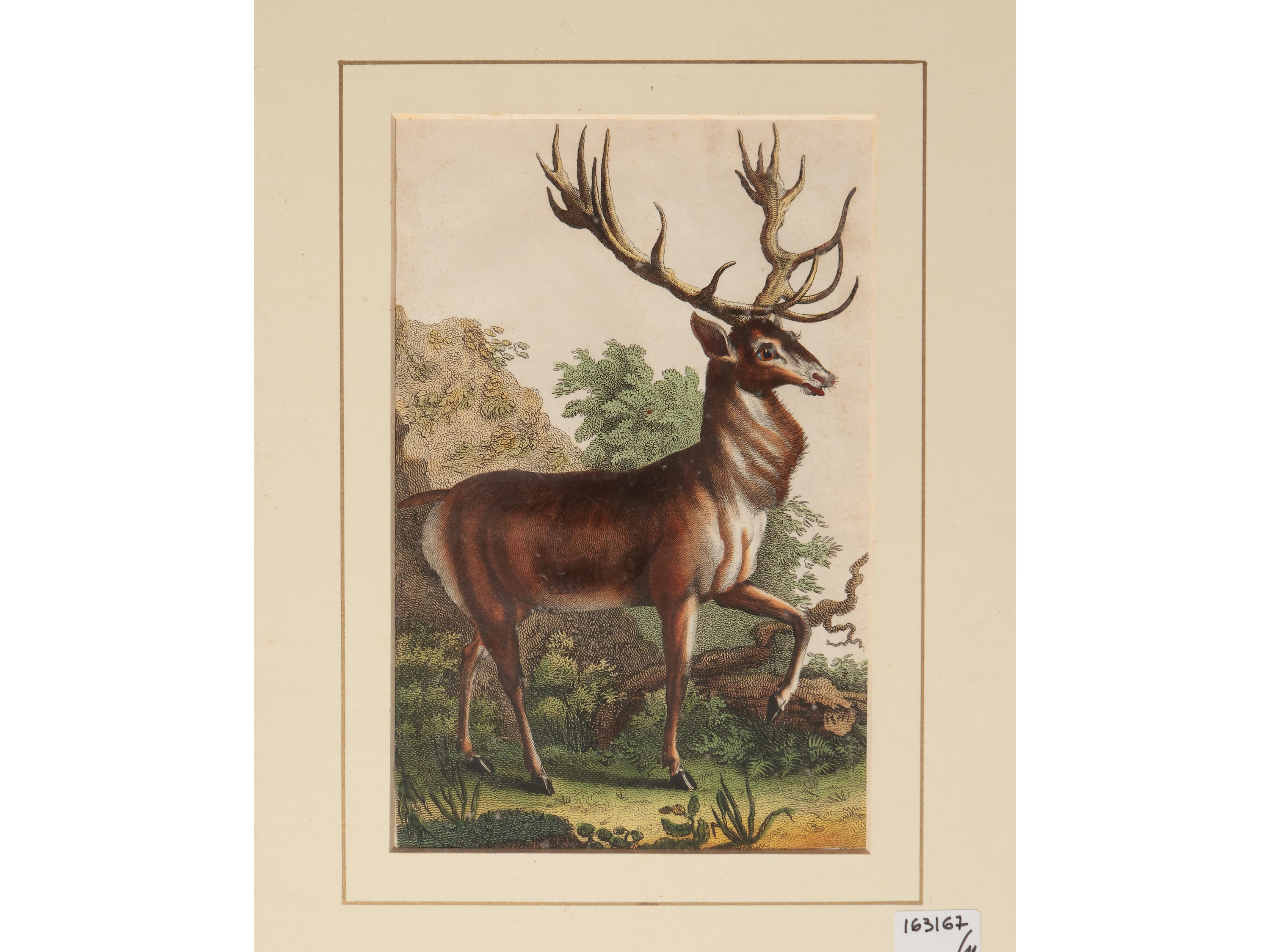 Animali