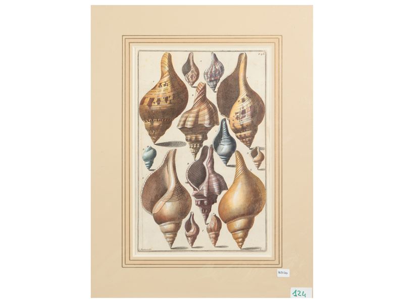 Conchiglie (1742)