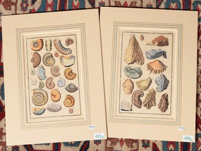 Fossili di Conchiglie (XVIII Secolo)