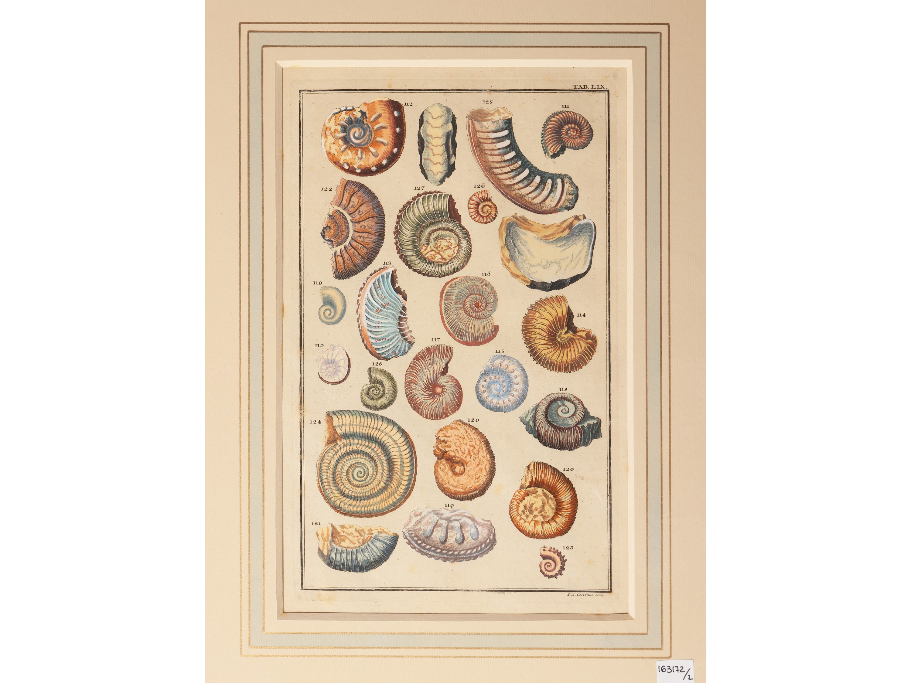 Johann August Corvinus - Fossili di Conchiglie (XVIII Secolo)