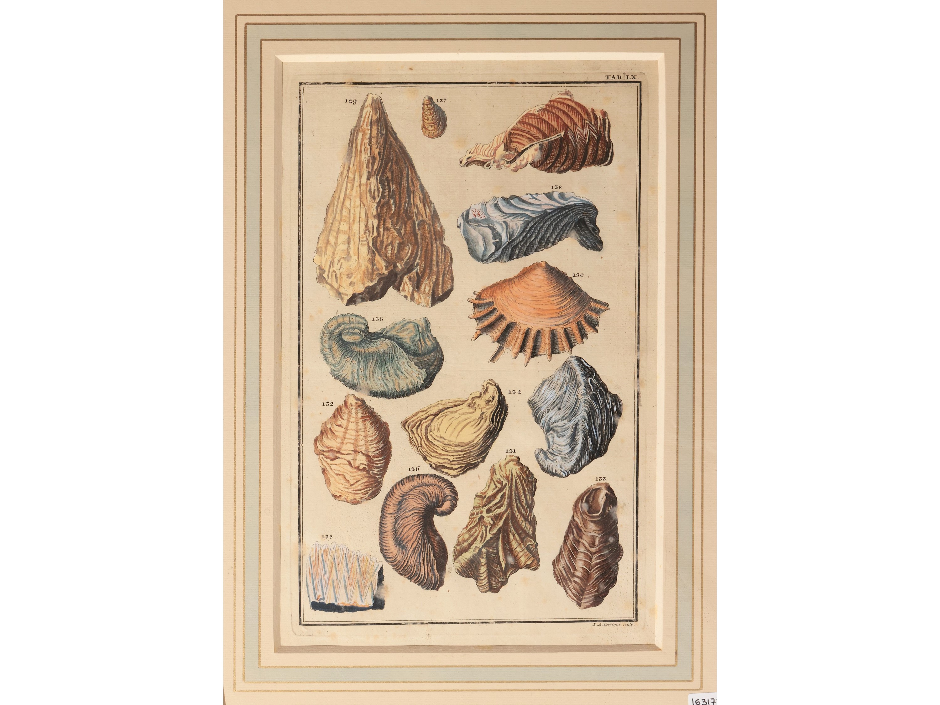 Johann August Corvinus - Fossili di Conchiglie (XVIII Secolo)