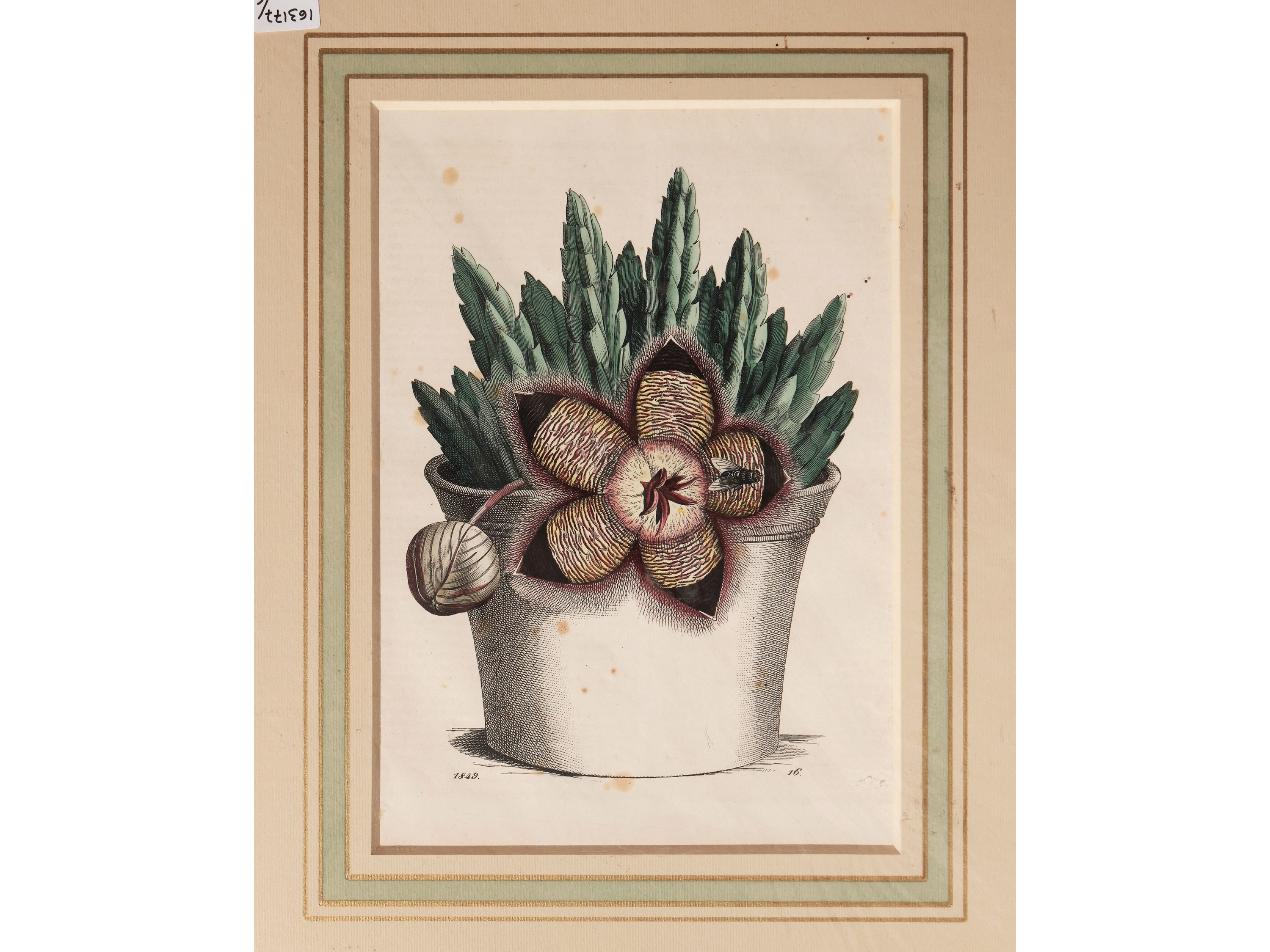 Fiori