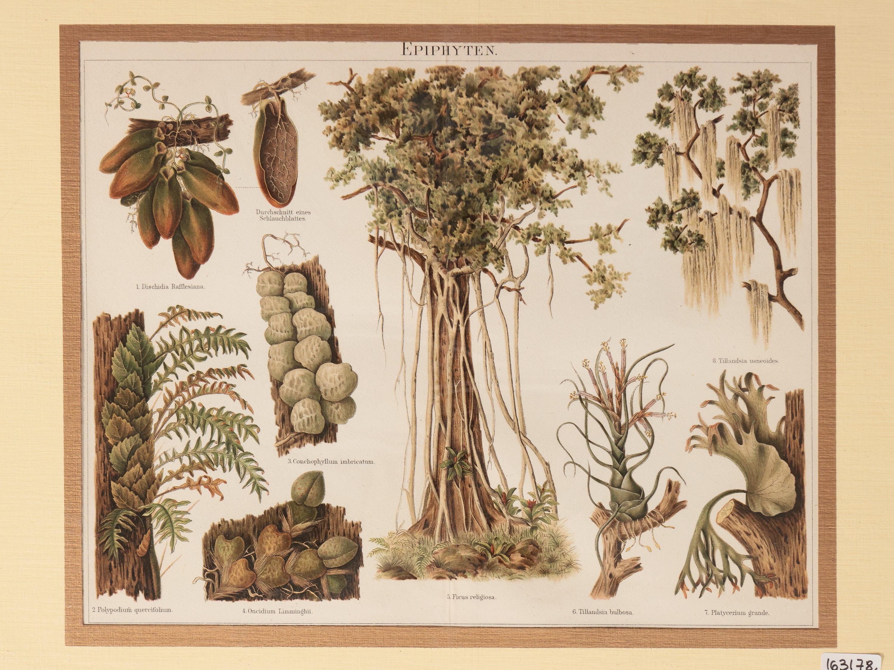 Piante