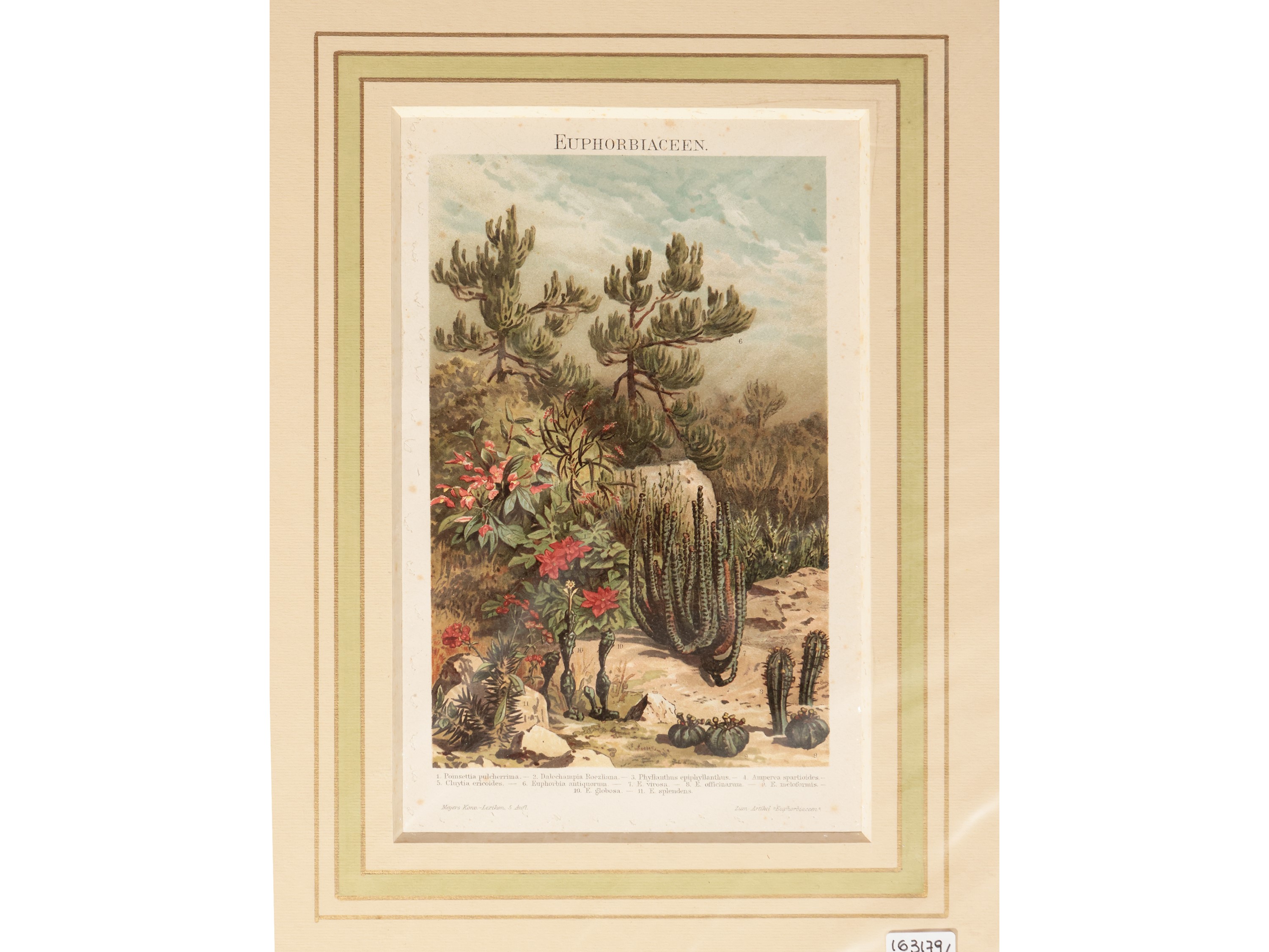 Piante da Fiore