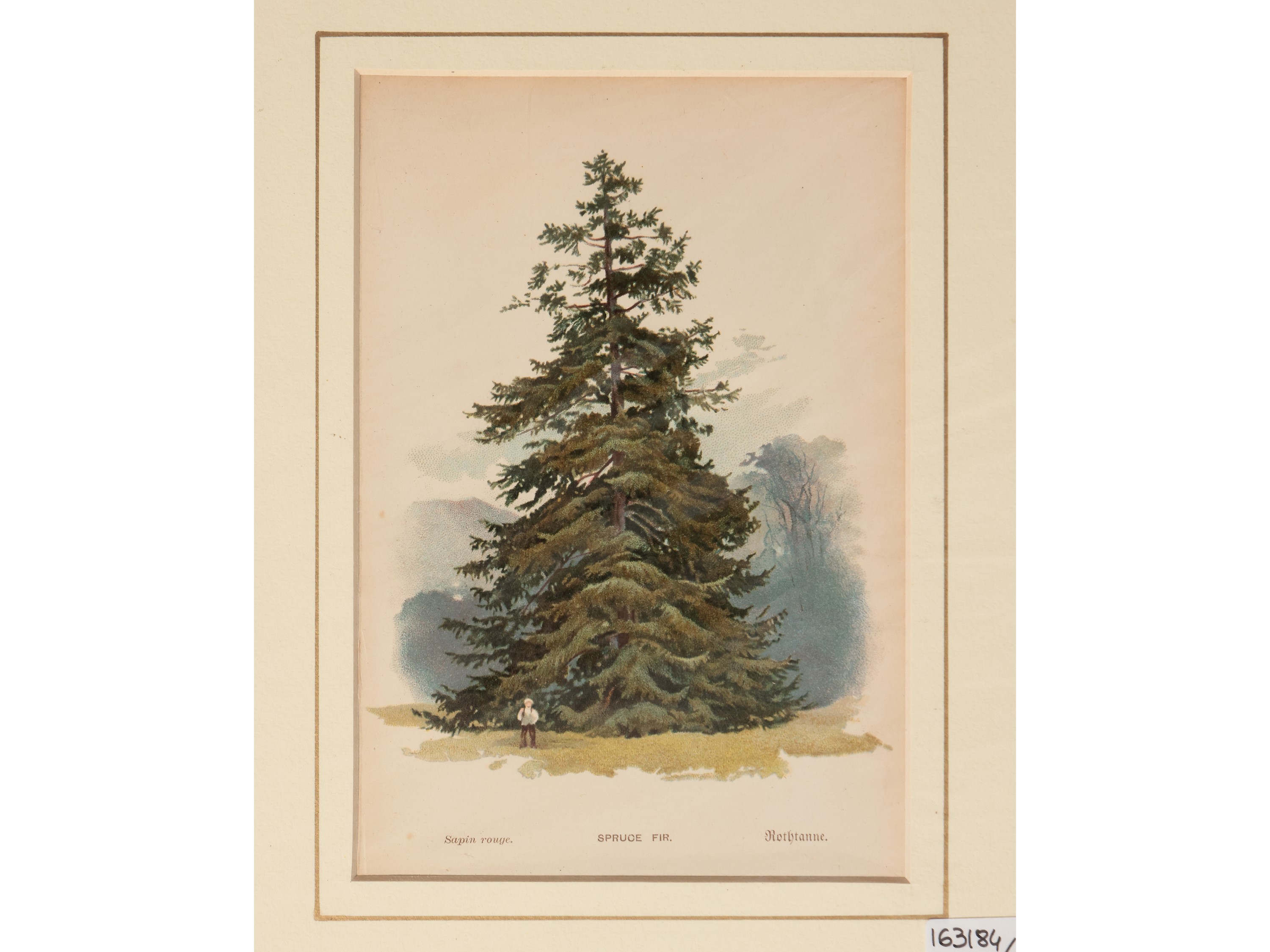 Alberi e Fiori