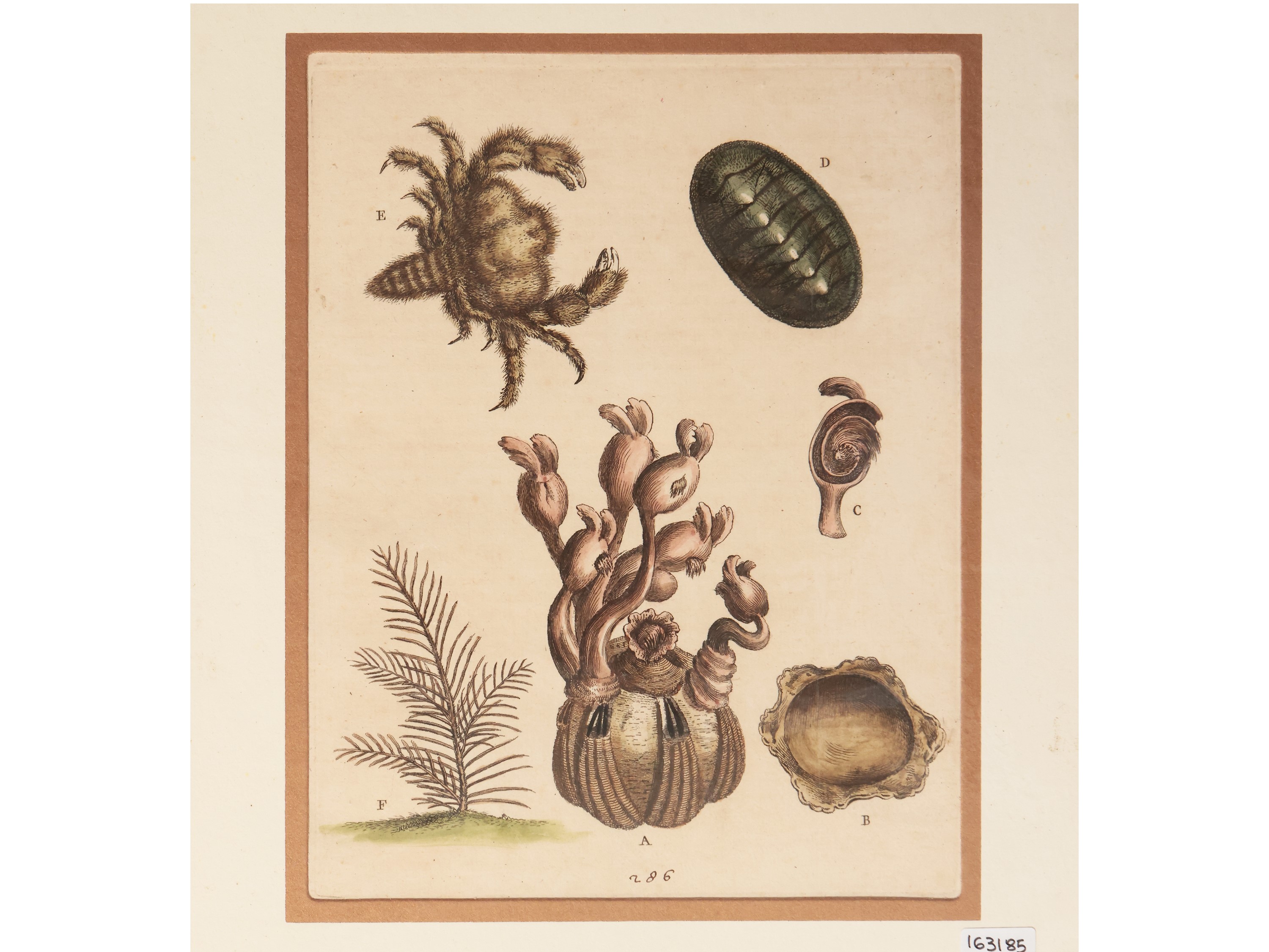 Balene e Conchiglie