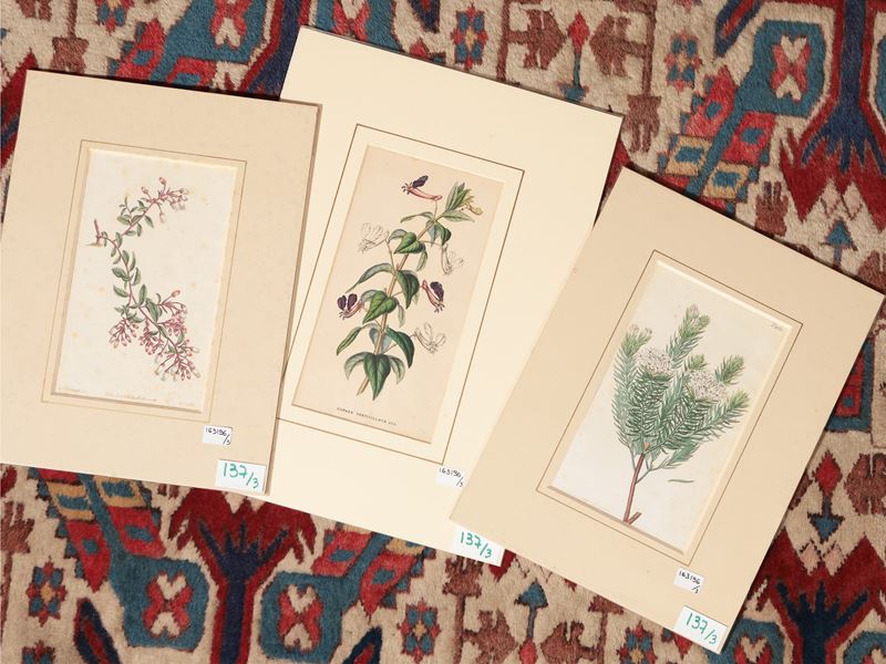 Botanica