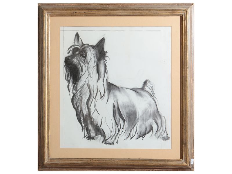 Cagnolino Yorkshire