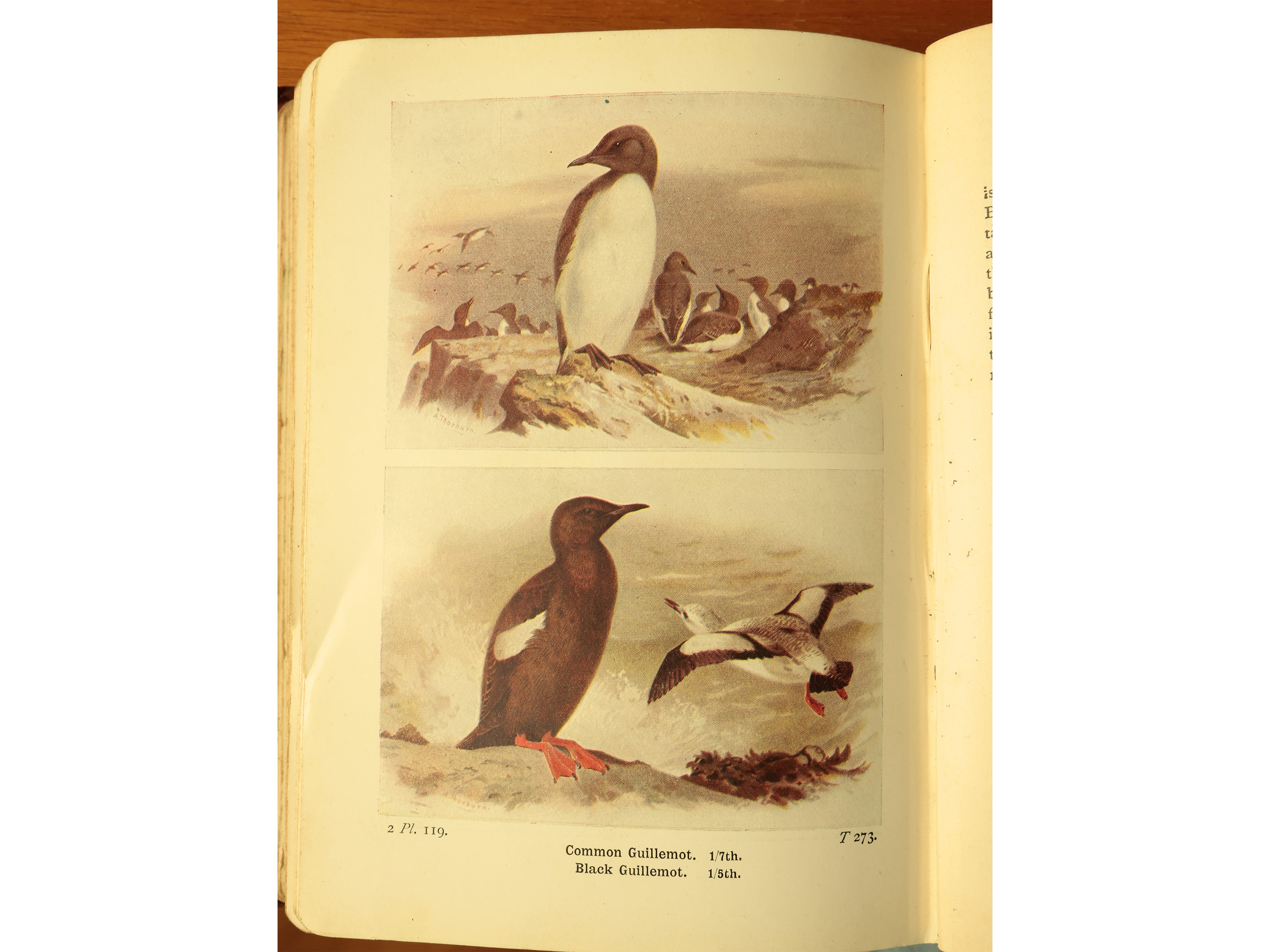 Thomas Alfred Coward - The Birds Of The British Isles And Their Eggs