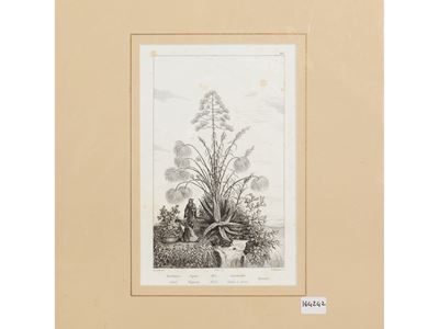 Papiro (1835)