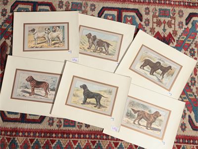 Razze Canine (1907)