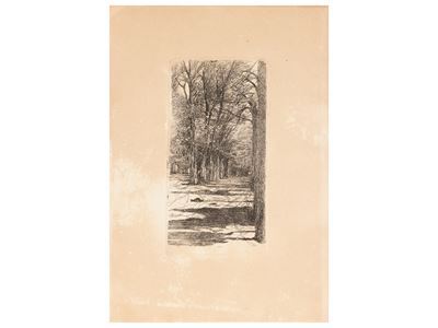 Un Viale Interno alle Cascine