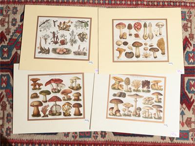Funghi
