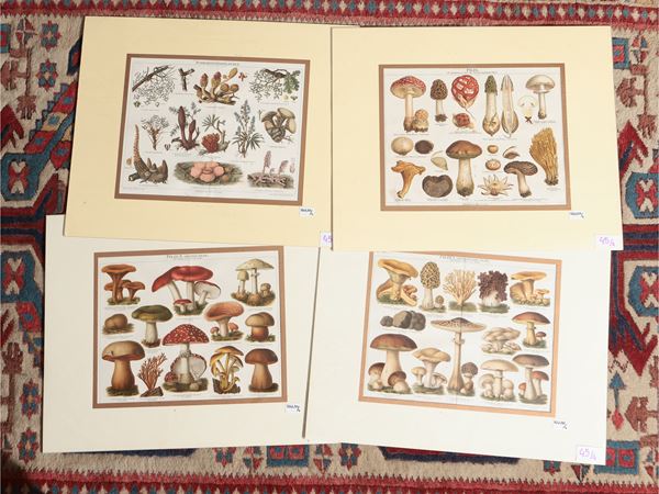 Funghi  (XIX secolo)  - Asta Stampe da regalo - Maison Bibelot - Casa d'Aste Firenze - Milano