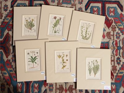 Botanica