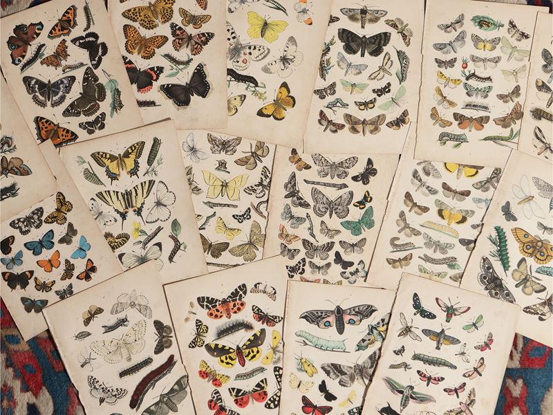 Farfalle