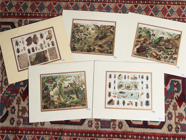 Insetti  (XIX secolo)  - Asta Stampe da regalo - Maison Bibelot - Casa d'Aste Firenze - Milano