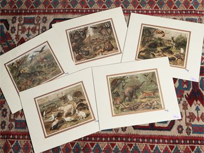 Fauna di Varie Parti del Mondo