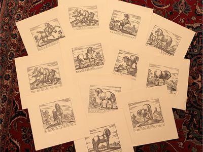 Cavalli di Diversi Paesi