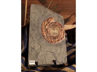 Ammonite Fossile Psiloceras