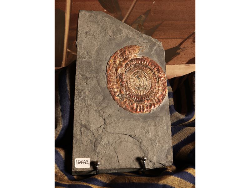 Ammonite Fossile Psiloceras