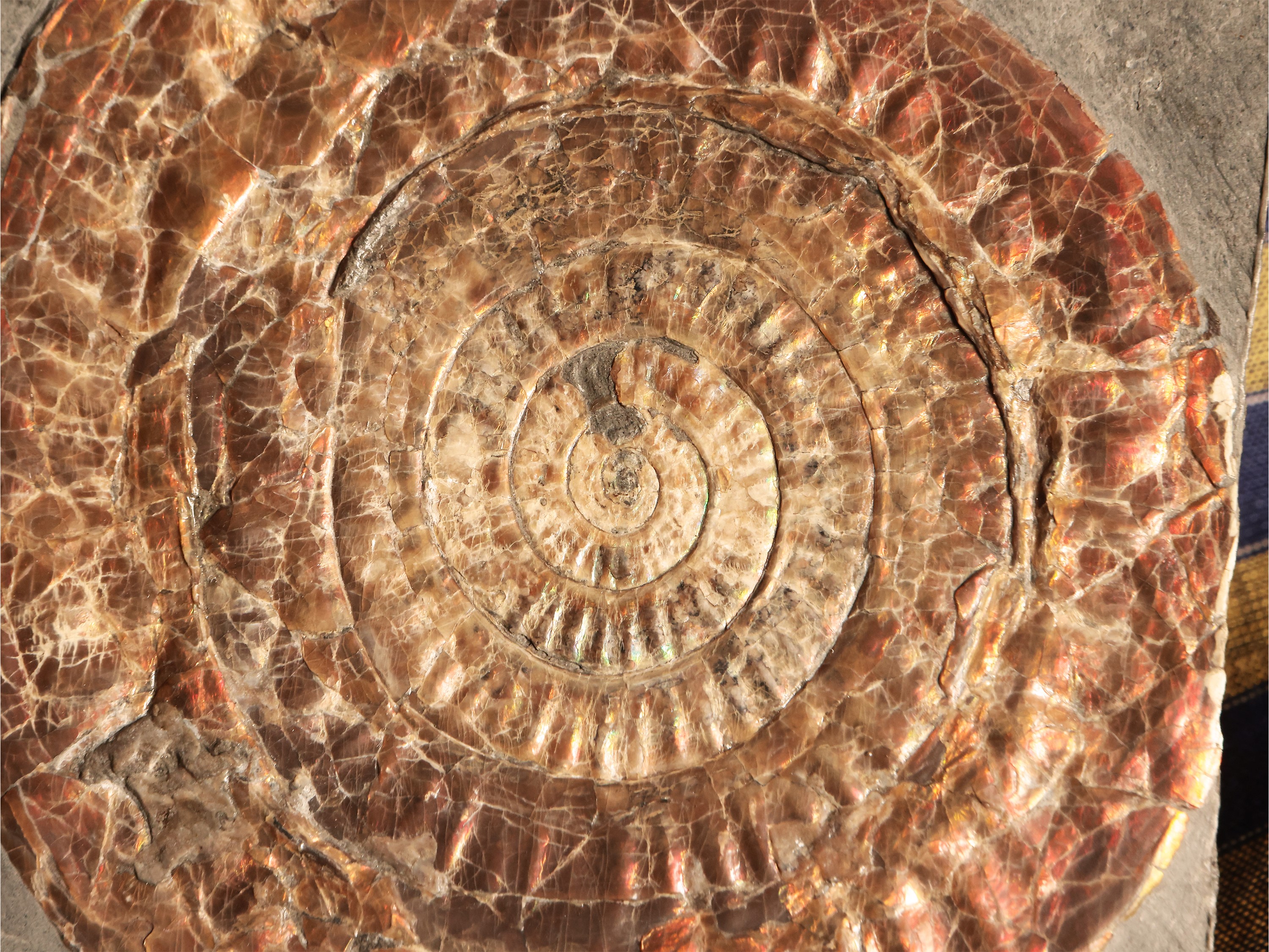 Ammonite Fossile Psiloceras