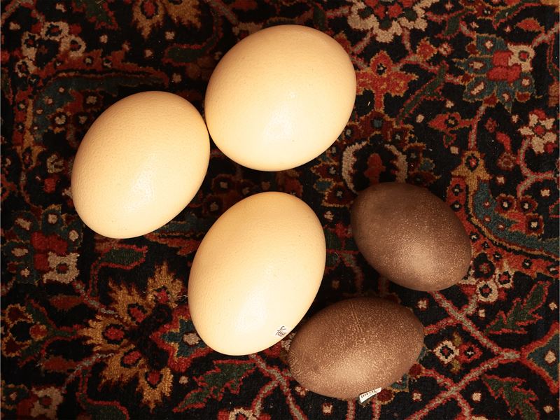 Tre Uova di Struzzo