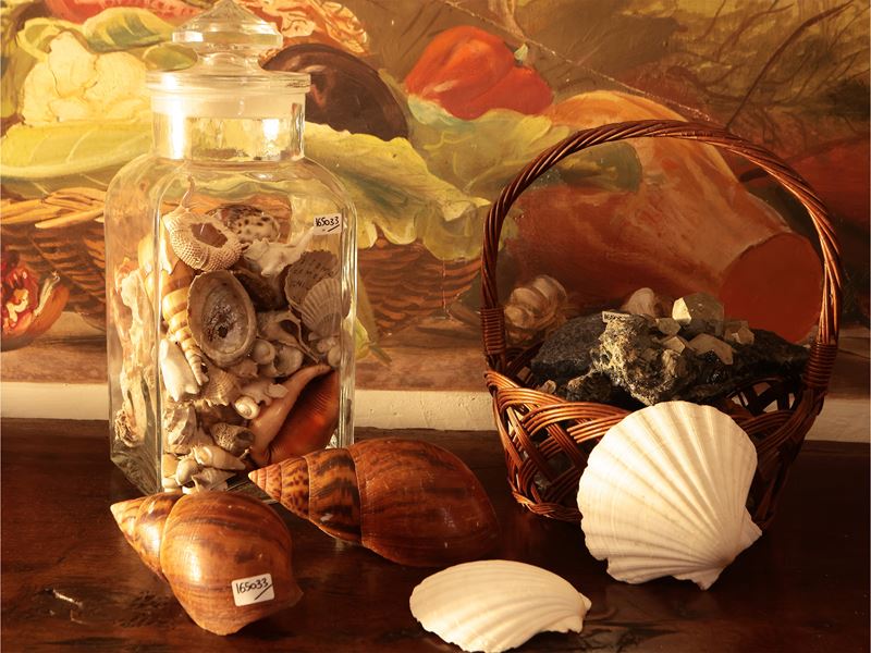 Collezione di Minerali e Conchiglie
