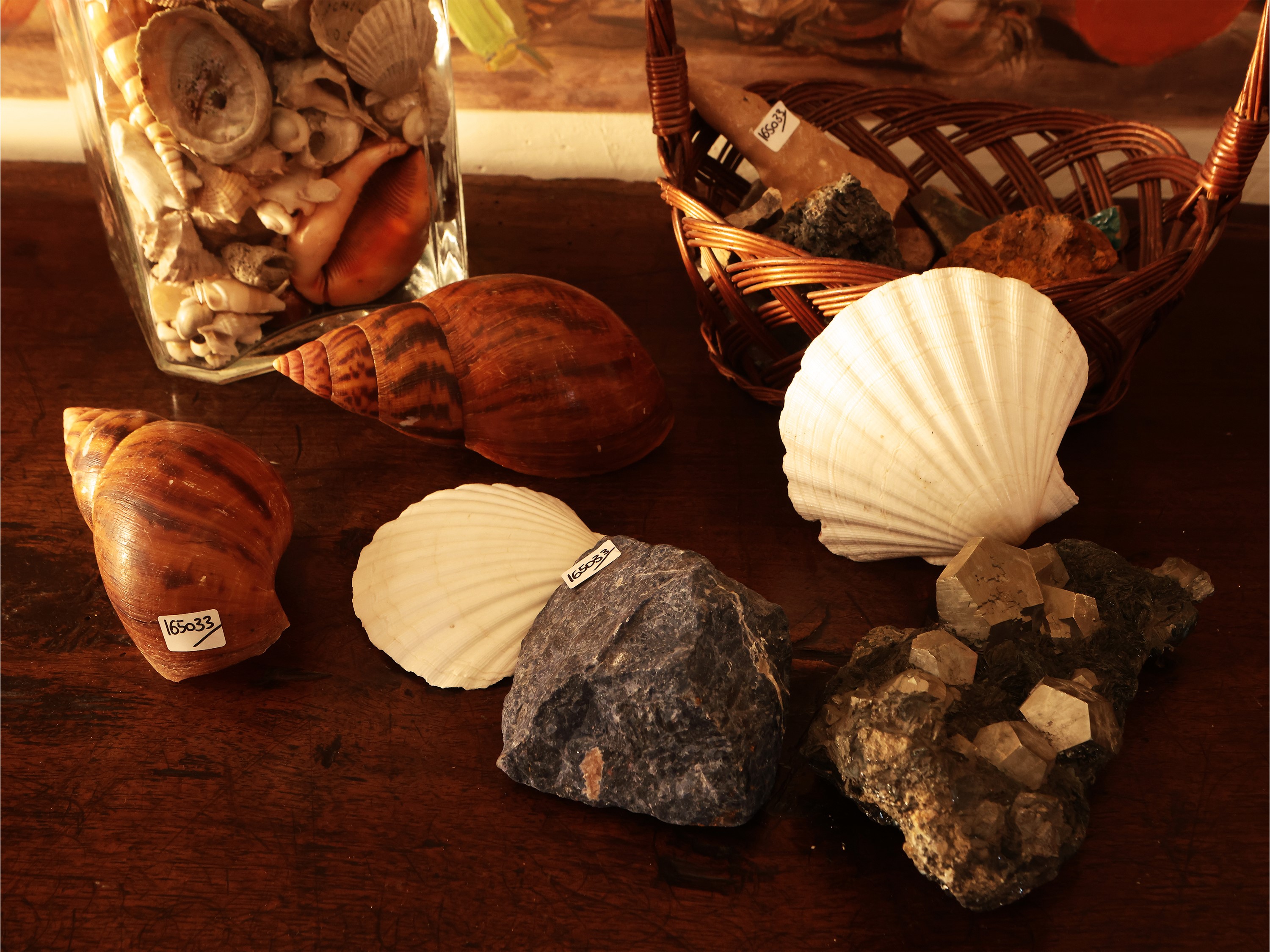 Collezione di Minerali e Conchiglie