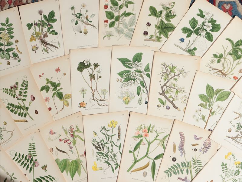 Piante e Fiori