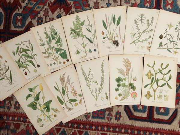 Piante e fiori  (Inizio del XX secolo)  - Asta Stampe da regalo - Maison Bibelot - Casa d'Aste Firenze - Milano