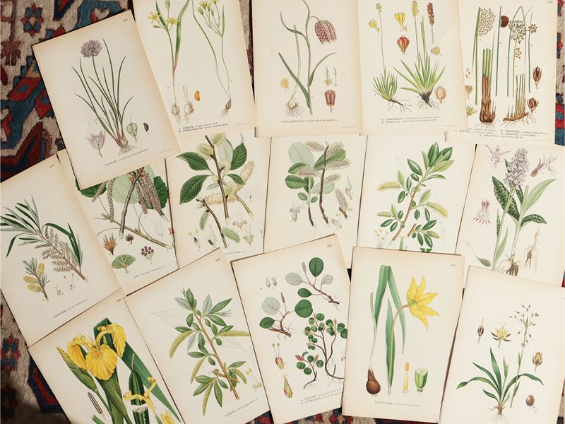 Piante e Fiori