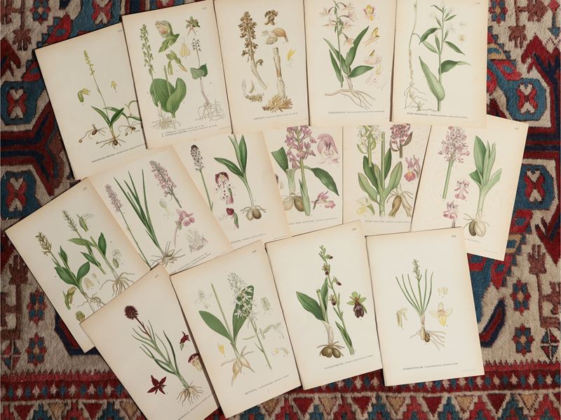 Piante e Fiori