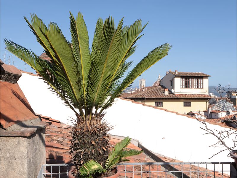 Pianta di Cycas