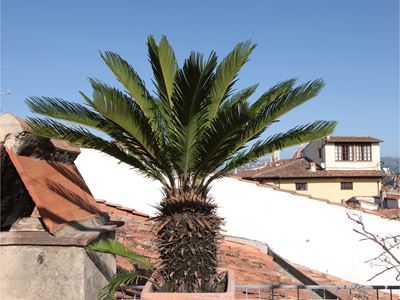 Pianta di Cycas
